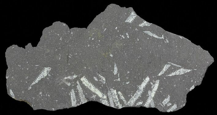 Fossil Graptolites (Didymograptus) - Great Britain #66618